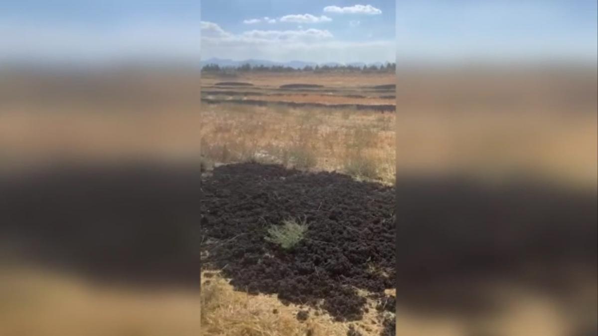 Antalya tesis amur fotoraflar resimleri