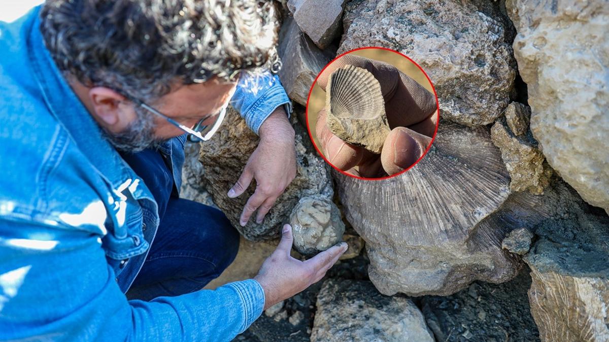 bingl aban ky fosil fotoraflar resimleri