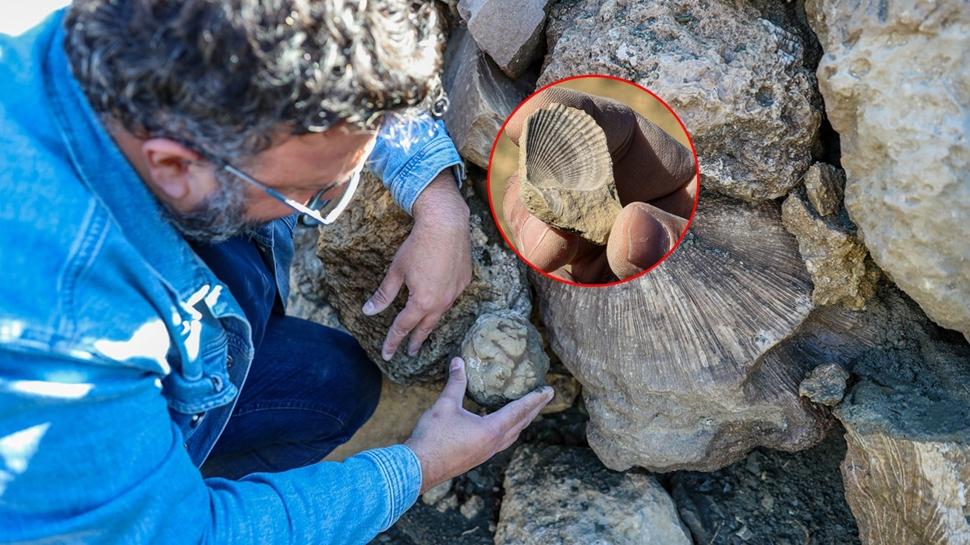 Türkiye'de şaşkına çeviren keşif: Tam 50 milyon yıllık