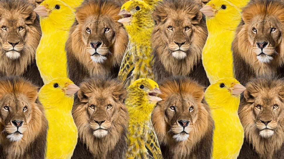 ok sayda aslan ve kanarya var! Gizli kartal nerede? 520 kiiden 12'si baarl oldu