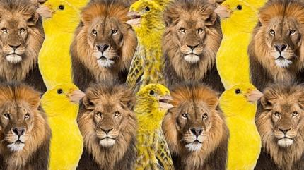 ok sayda aslan ve kanarya var! Gizli kartal nerede? 520 kiiden 12'si baarl oldu