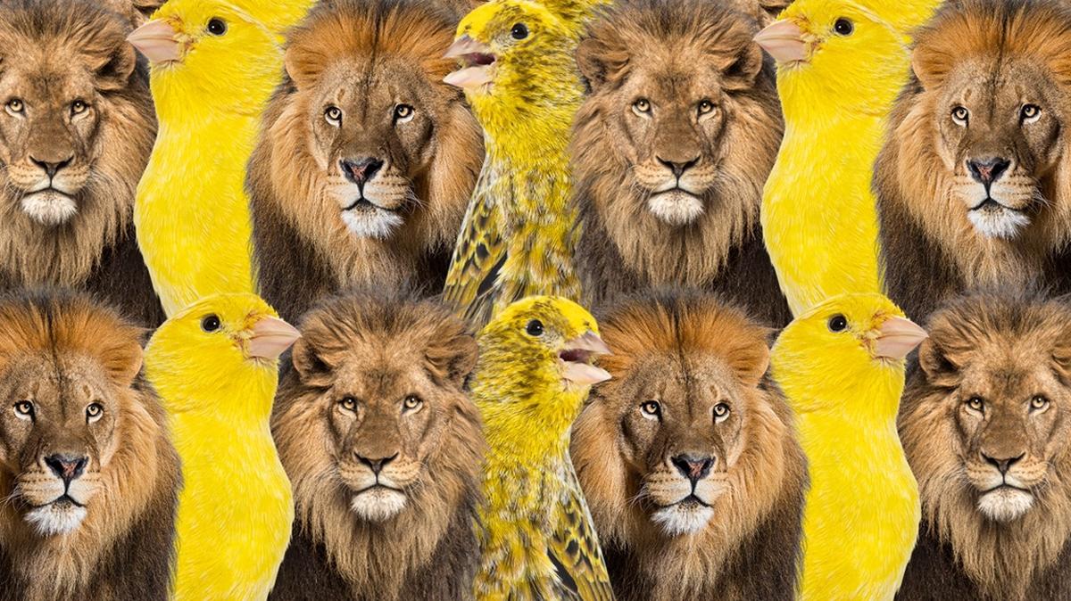 optik illzyon aslan kanarya kartal zeka test fotoraflar resimleri