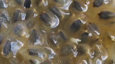 Grntsne burun kvrmayn! Bu meyve 1 kutu ilaca bedel: Kan ekerini dengeliyor, kalbi koruyor