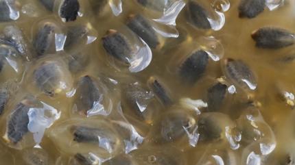 Grntsne burun kvrmayn! Bu meyve 1 kutu ilaca bedel: Kan ekerini dengeliyor, kalbi koruyor