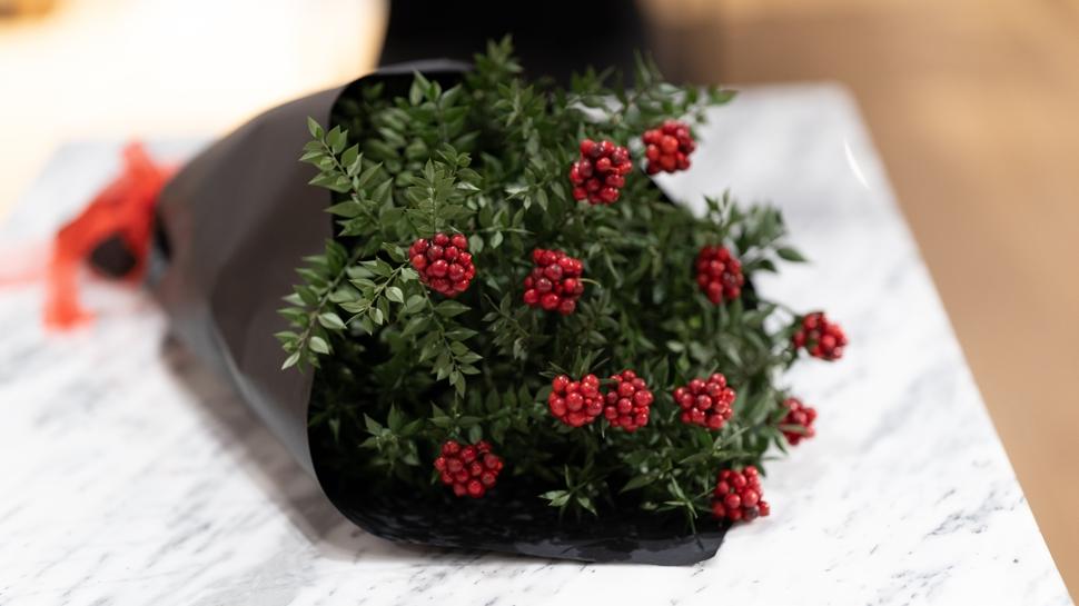 Kokina çiçeğinin anlamı ne? Herkes neden kokina alıyor?