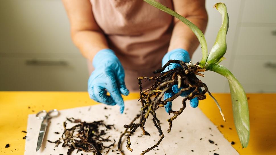 len veya kuruyan orkide nasl kurtarlr? Adm adm canlandrma rehberi