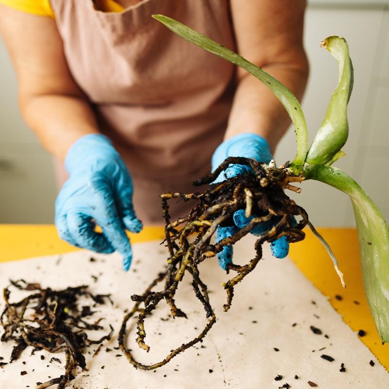 len veya kuruyan orkide nasl kurtarlr? Adm adm canlandrma rehberi
