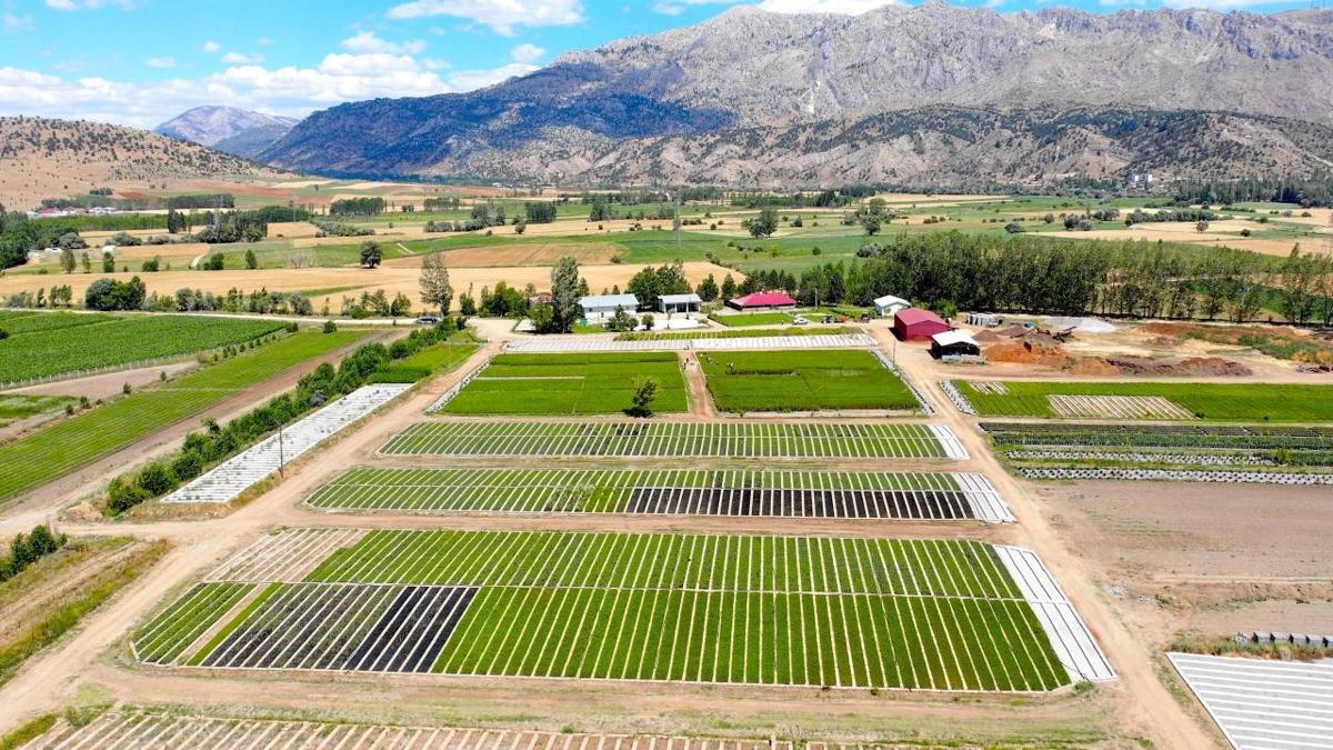 denizli at tarm arazisi muhtar tarm ve orman bakanl fotoraflar resimleri