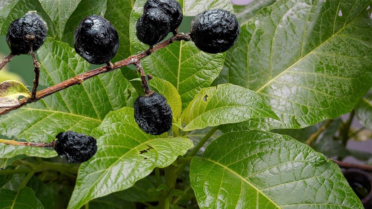 zehirli sebze besin sebze fotoraflar resimleri