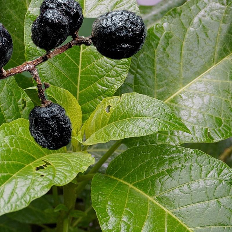 Zehirleyen sebze! Ne tad ne grnts dier besinlere benzemiyor