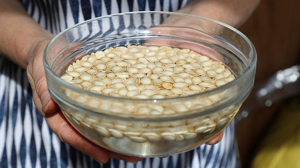 Kabak ekirdeini suda bekletirsek ne olur? Meer 1 avucu o hastalkla savayormu