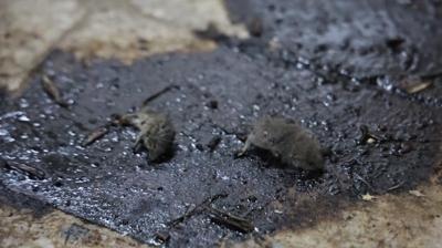 Mide bulandıran hijyen skandalı! 'Bu kadar olmaz' dedirtti