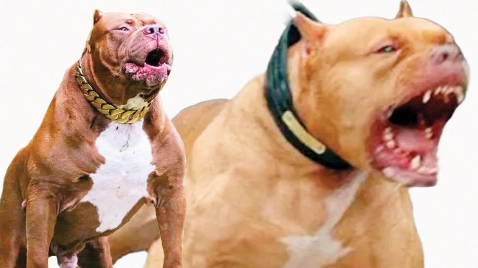 22 bin TL'ye garantili pitbull... İnternette yasaklı ırk pazarı