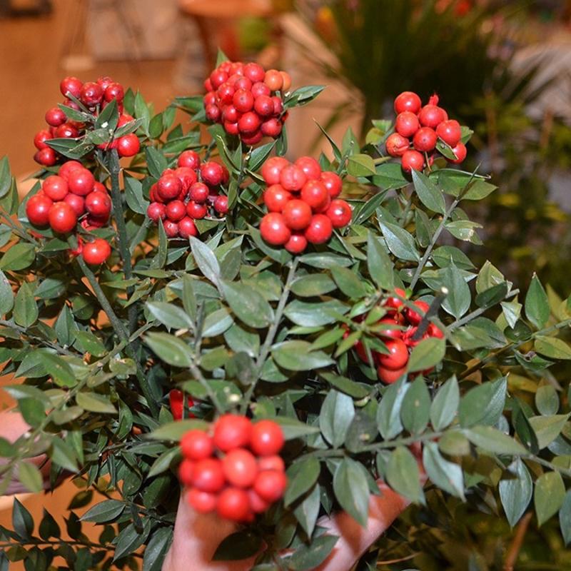 Kokina ieini seven kadnlarn burcu belli oldu! Doutan iek sevdals 3 bur