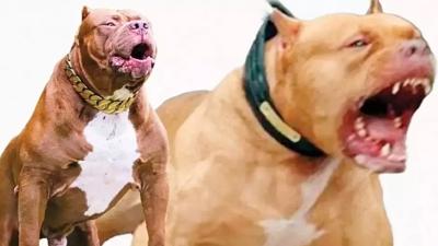 22 bin TL'ye garantili pitbull... İnternette yasaklı ırk pazarı