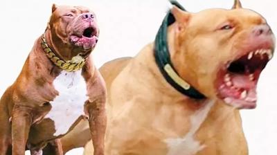 22 bin TL'ye garantili pitbull... nternette yasakl rk pazar