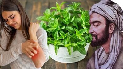 Kantya naneli zm! bn-i Sina hem piirin hem suyunu kullann diyor