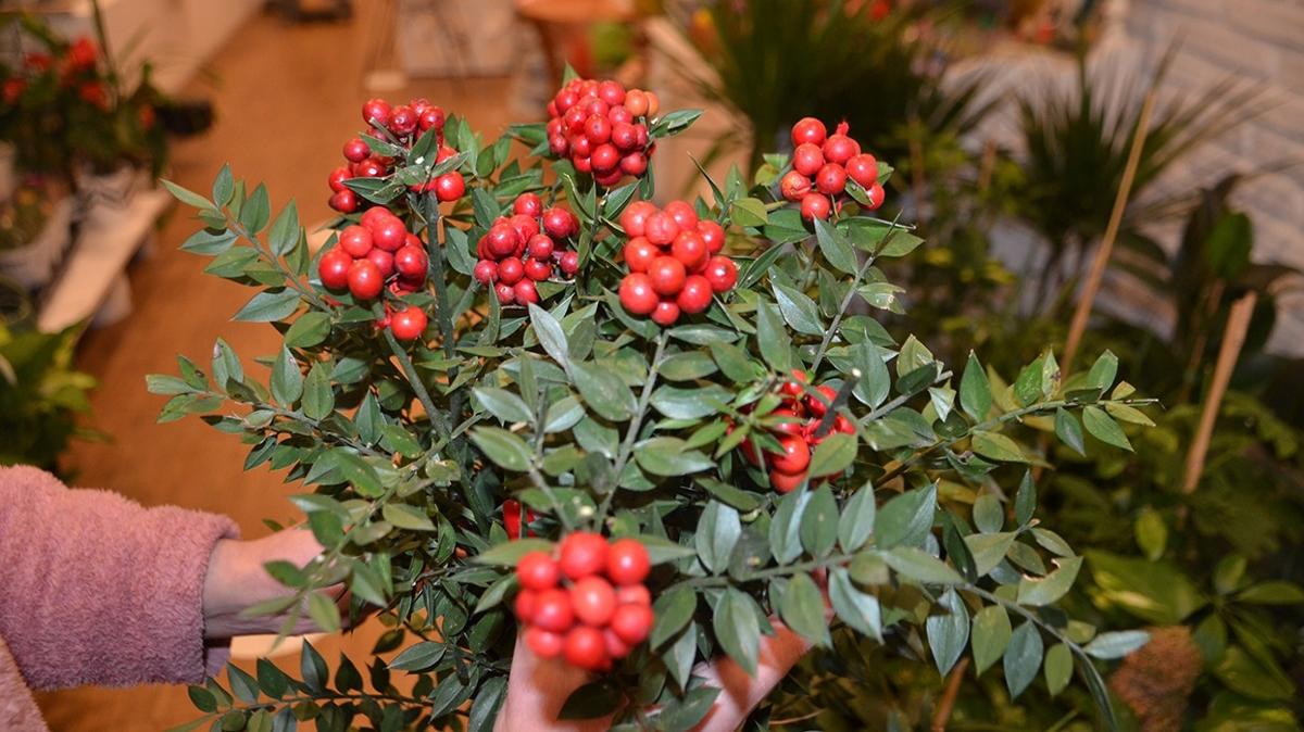 kokina iei burlar iek tutkunlar fotoraflar resimleri