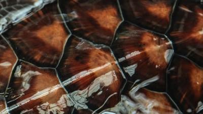 Tek soruluk kiilik testi: Resimde hangi hayvan var? Timsah diyenler ok oluyor