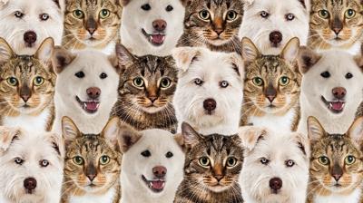 Zeka testi: Köpek ve kedilerin içinde gizlenen yavru aslan nerede? 472 kişiden 11'i 7 saniyede buldu