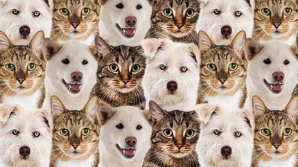 Zeka testi: Kpek ve kedilerin iinde gizlenen yavru aslan nerede? 472 kiiden 11'i 7 saniyede buldu