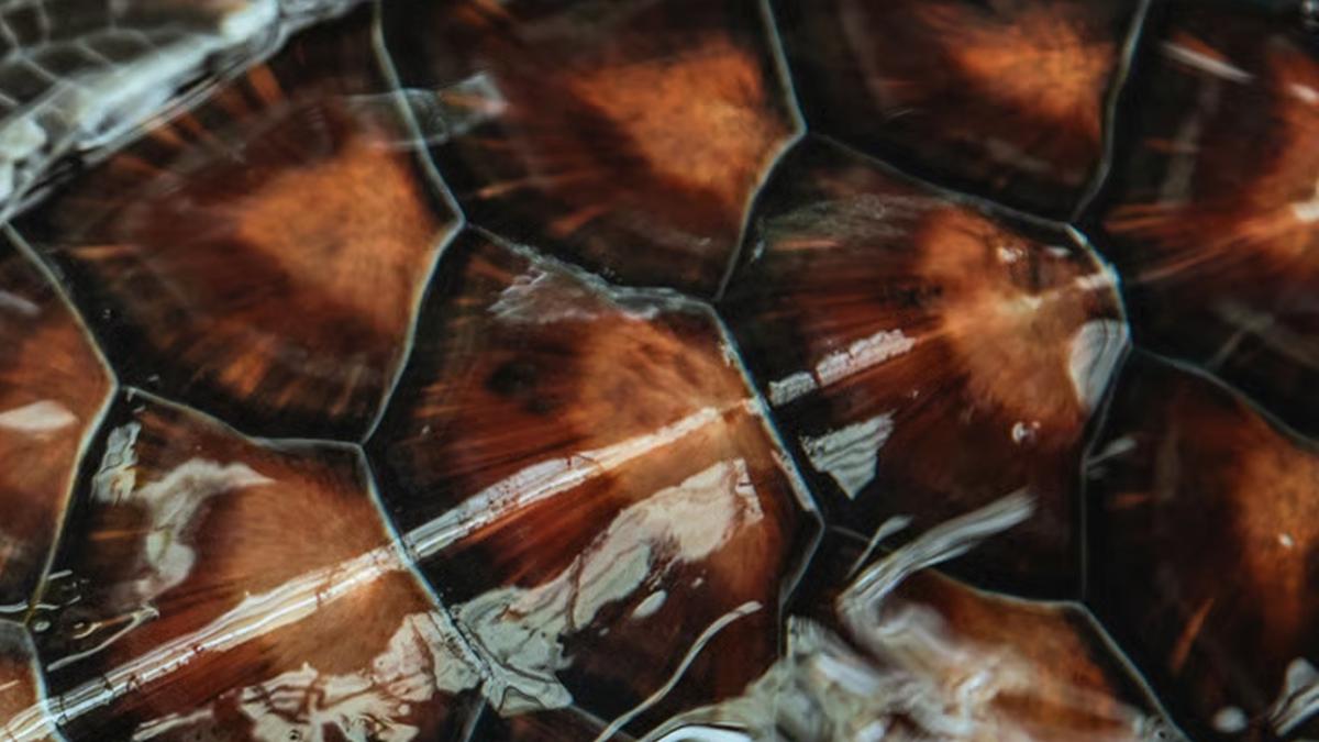 kiilik testi kaplumbaa timsah Resimde hangi hayvan var fotoraflar resimleri