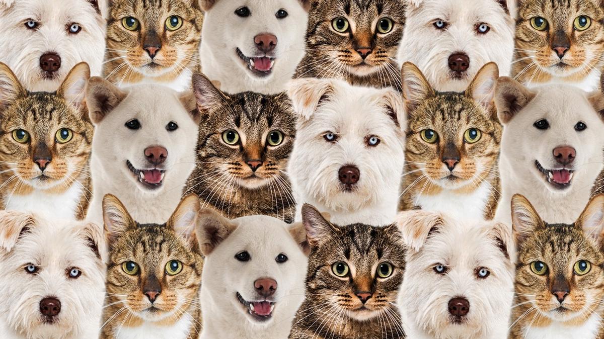 optik illzyon zeka kpek kedi yavru aslan test fotoraflar resimleri