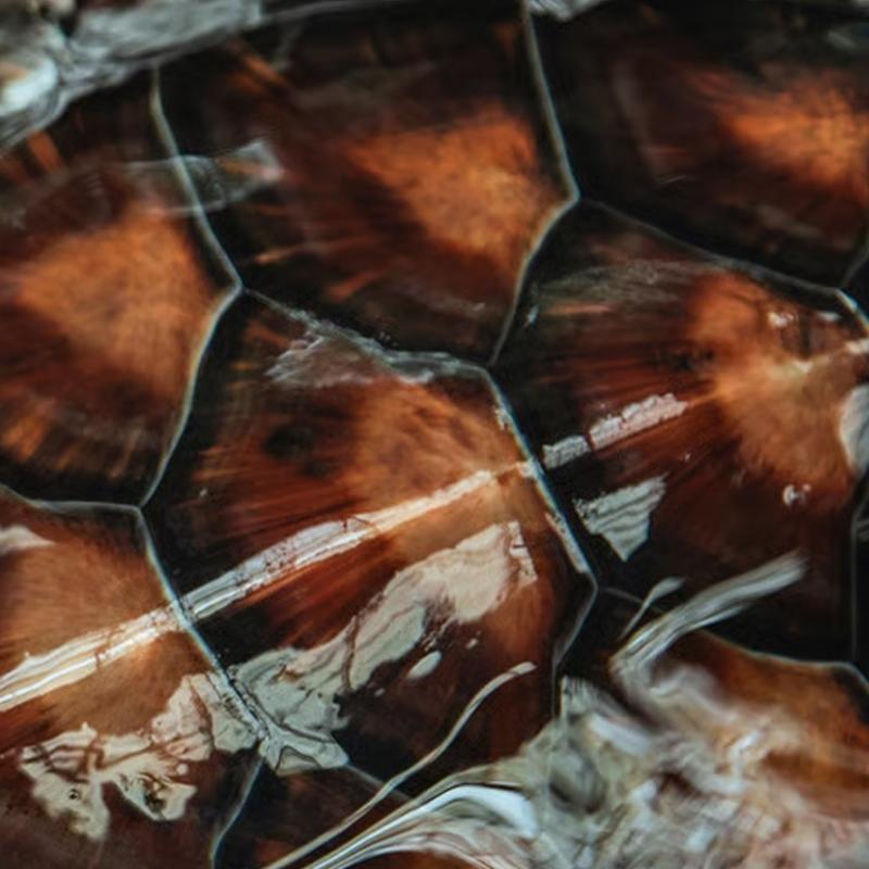 Tek soruluk kiilik testi: Resimde hangi hayvan var? Timsah diyenler ok oluyor