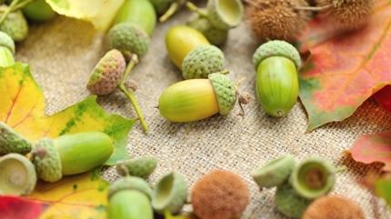 Kestanenin �ifal� muadili: Me�e palamudu tezgahta, kilosu 50 lira