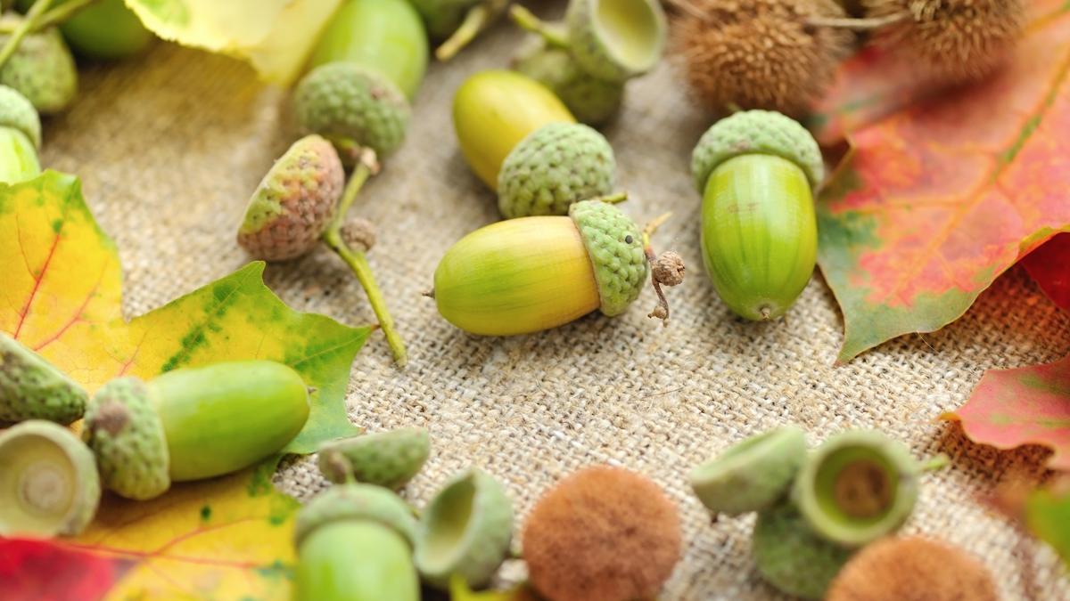 mee palamudu salk hayat fotoraflar resimleri