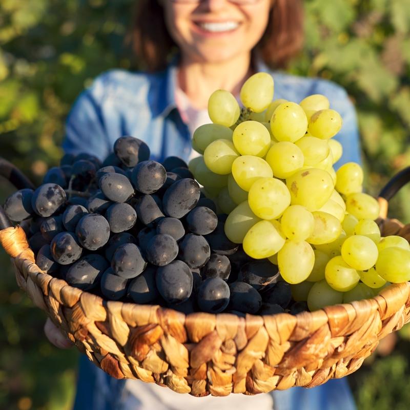 Padiah meyvesi kilosu 40 liradan satta! Kan depolarnz coturuyor