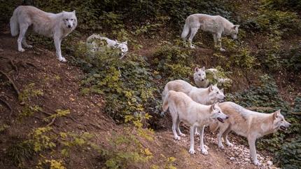 Zeka testi: Kurtlarn iindeki sakl at nerede? 550 kii denedi 28'i 7 saniyede buldu