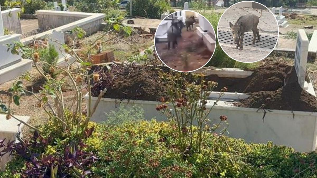 marmaris domuz mula fotoraflar resimleri