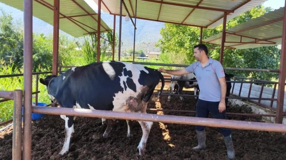 Muğla Milas'ta şap alarmı: 11 mahalle karantinaya alındı