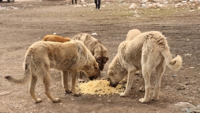 Sahipsiz hayvanlarn ldrldne ilikin Uak Valilii inceleme balatt