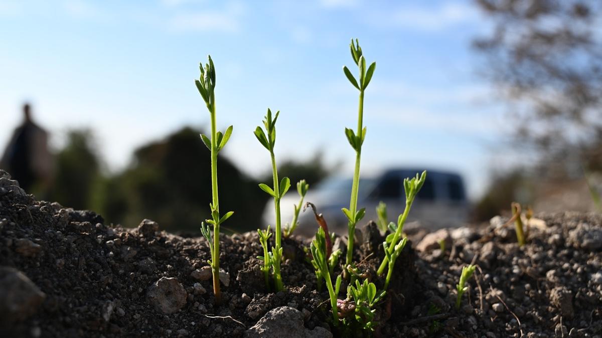 osmaniye yangn orman yangn yeil vatan fidan aa fotoraflar resimleri