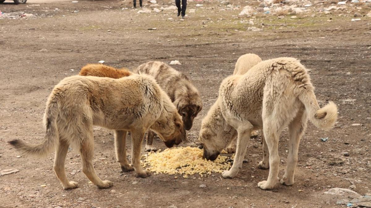 Uak Valilii Hayvan Barna nceleme balatld fotoraflar resimleri