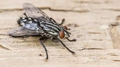 Evde karasinek varsa bakın! Meğer o böcek buna geliyormuş
