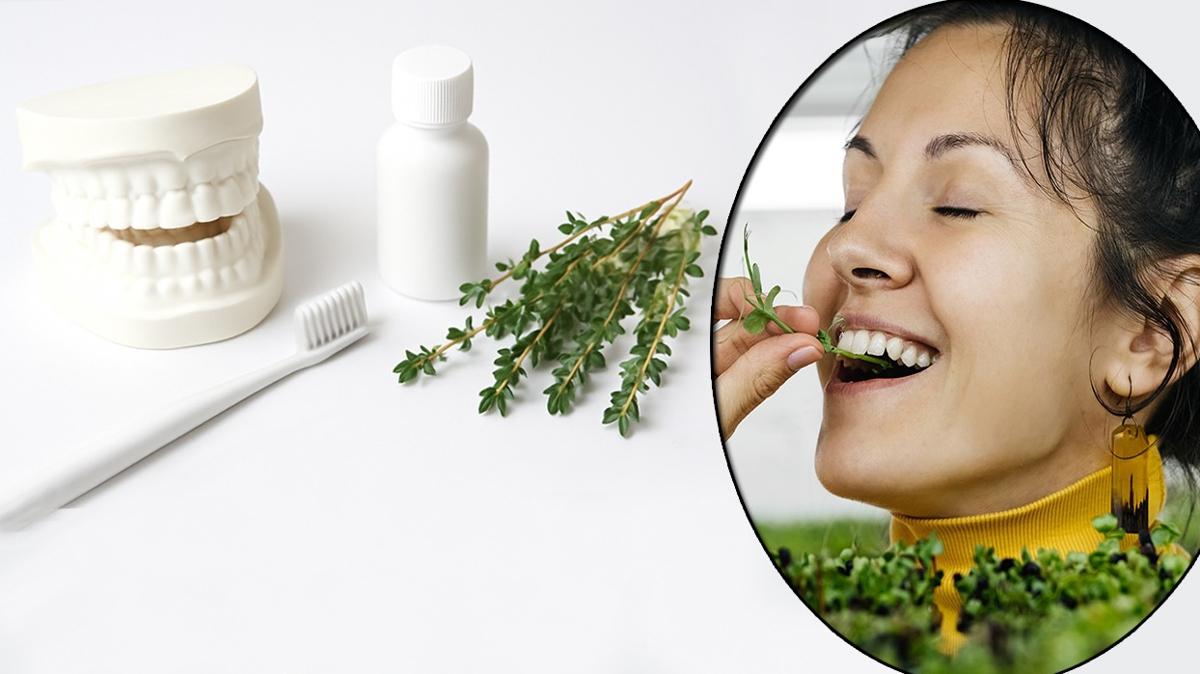 kekik dileri beyazlatr m kekik  az sal fotoraflar resimleri