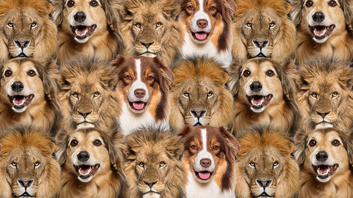 optik illzyon zeka aslan kpek kedi test fotoraflar resimleri