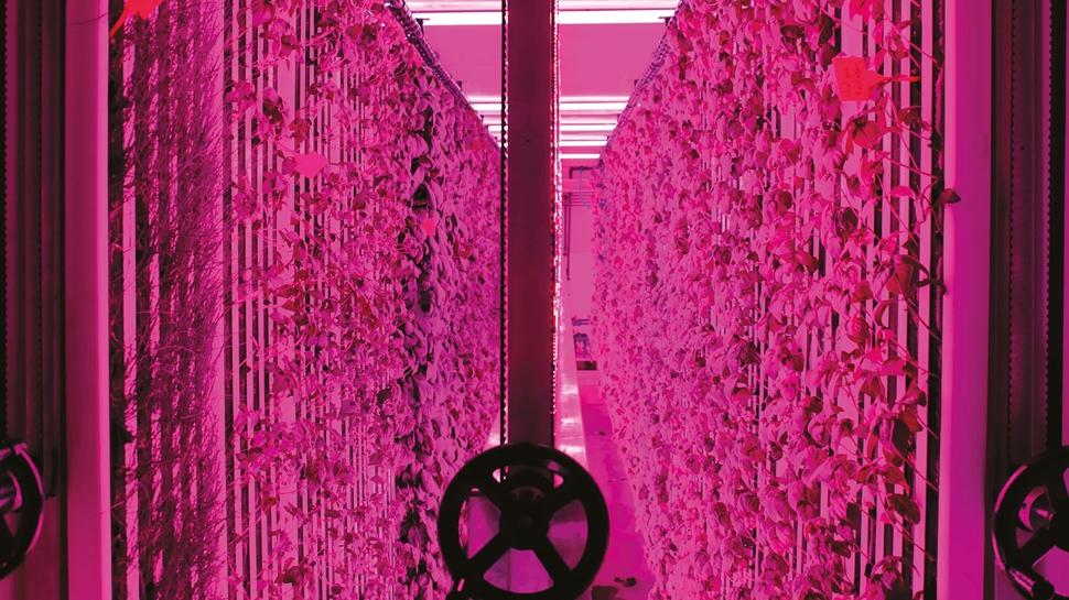 Yerin 30 metre alt�na dikey tar�m kamp�s�