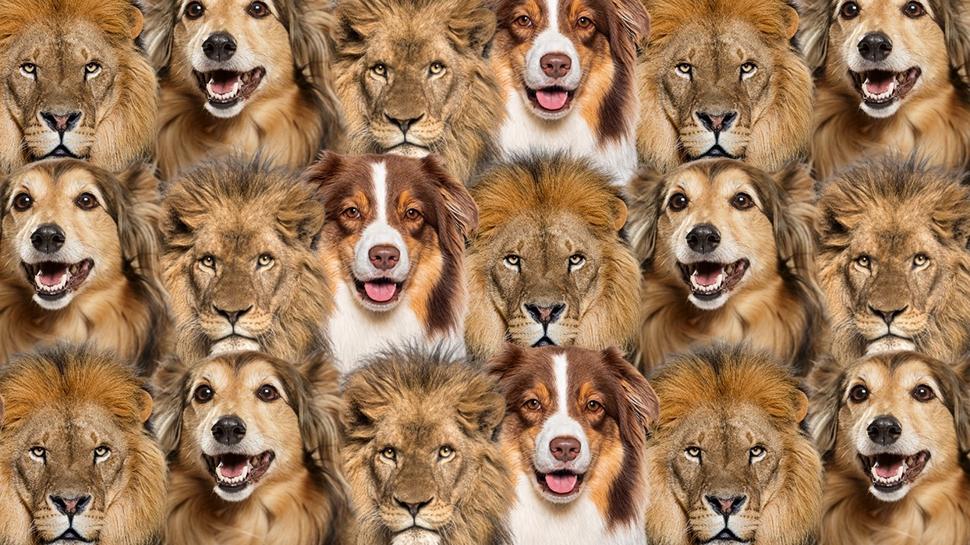 Zeka testi: Hem köpek hem de aslanların içindeki kedi nerede? 500 kişiden 21'i buldu