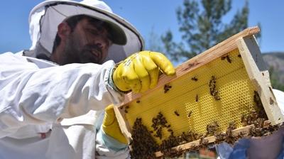 Dou Karadeniz'in bal ihracat 2 milyon dolara yaklat