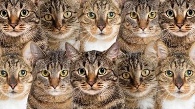 Zeka testi: Çok kedi var! Gizli köpek nerede? 725 kişiden 61'i 10 saniyede buldu