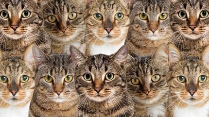 Zeka testi: ok kedi var! Gizli kpek nerede? 725 kiiden 61'i 10 saniyede buldu