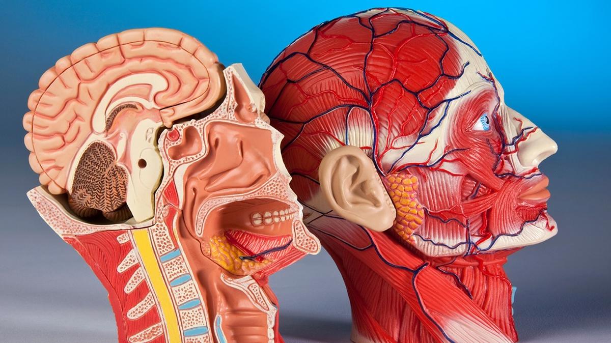 beyin sal demans aratrmas nroloji Alzheimer tbbi teknoloji fotoraflar resimleri