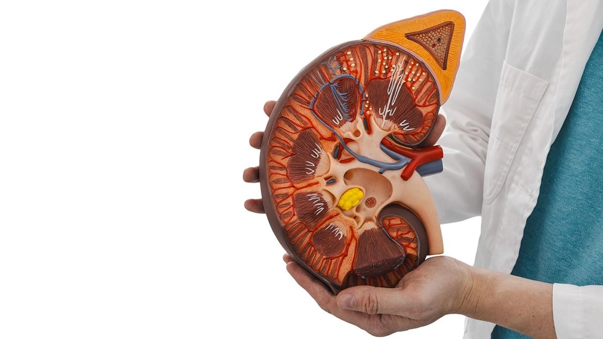 bbrek nakli organ transplantasyonu tbbi aratrma evrensel bbrek kan grubu uyumluluu fotoraflar resimleri