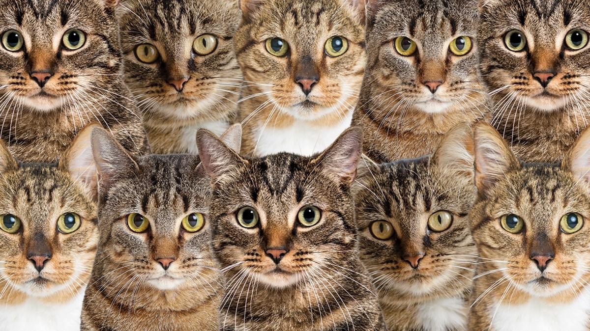 optik illzyon zeka kedi kpek test fotoraflar resimleri