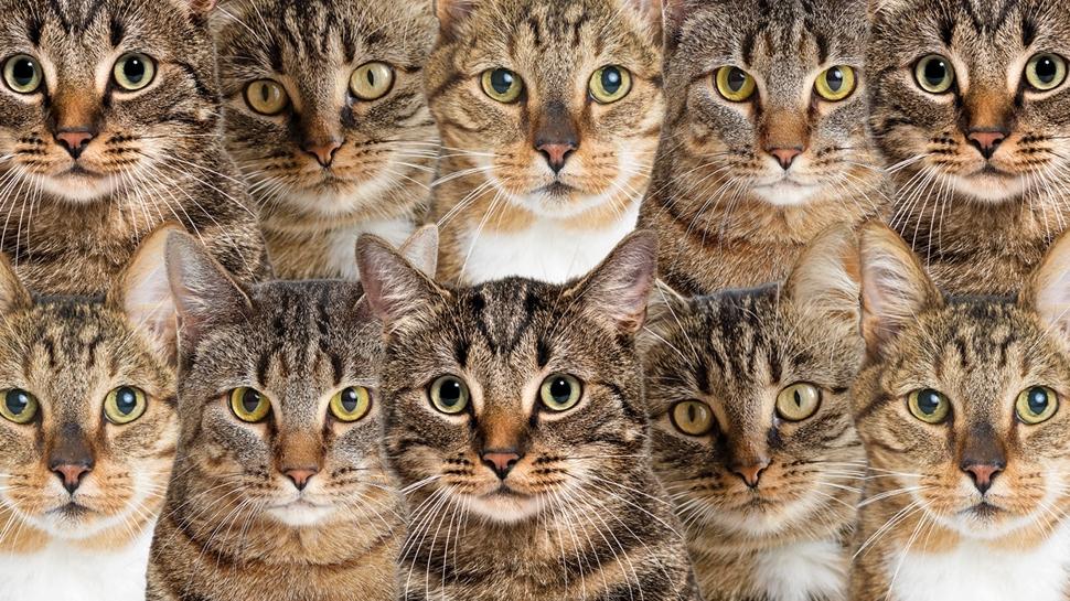 Zeka testi: ok kedi var! Gizli kpek nerede? 725 kiiden 61'i 10 saniyede buldu