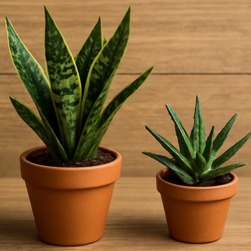 Kendi kendine byyen ev bitkisi! Her bitki severe lazm!